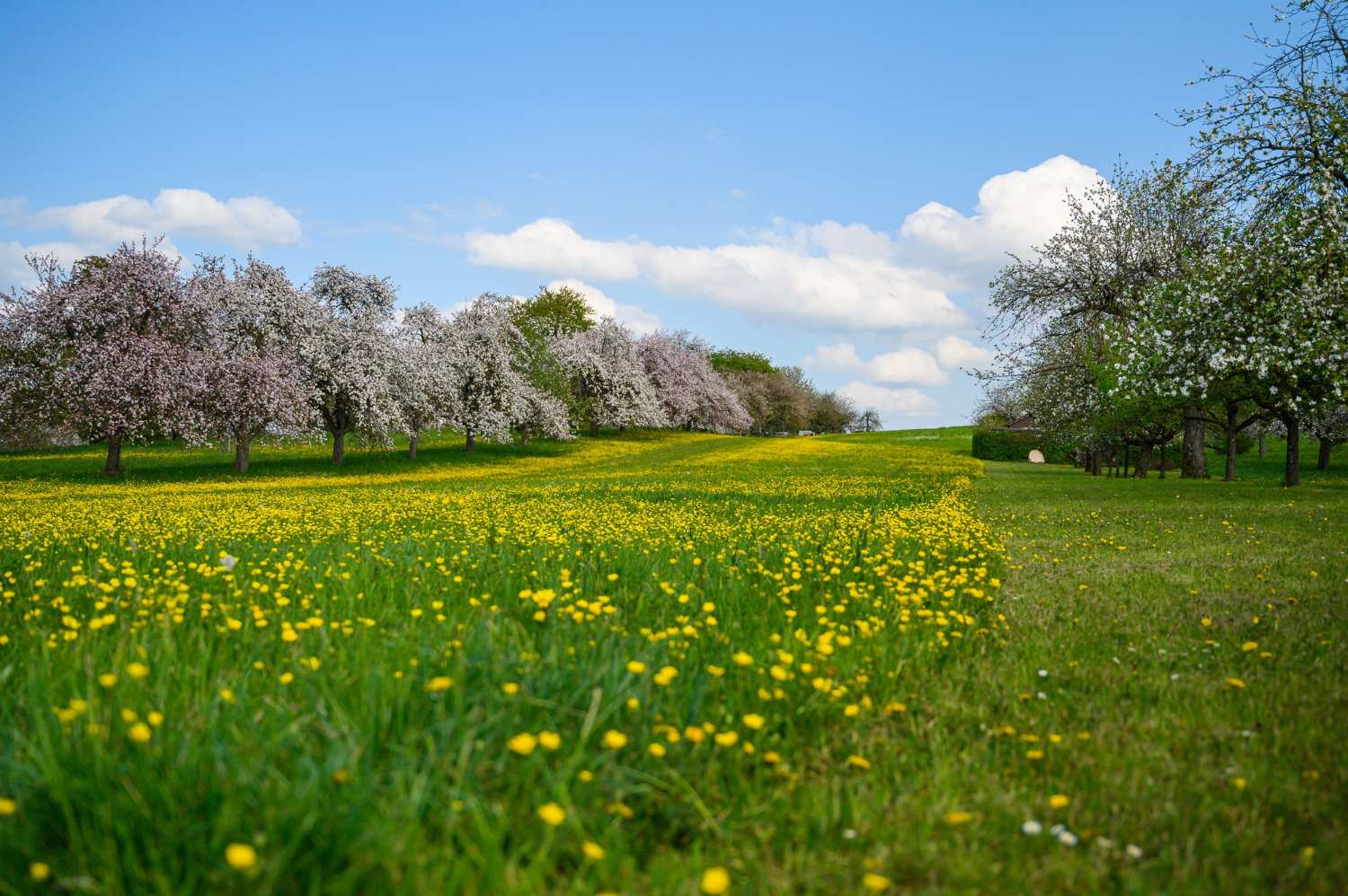 green-field-covered-with-yellow-flowers green-field-covered-with-yellow-flowers